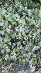 Hedera helix