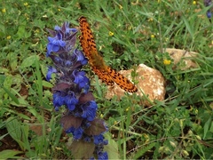 Boloria euphrosyne