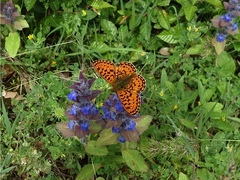Boloria euphrosyne