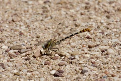 Erpetogomphus compositus