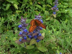 Boloria euphrosyne