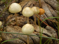 Protostropharia
