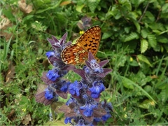 Boloria euphrosyne