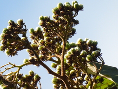 Trichospermum pleiostigma