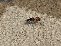 Camponotus sansabeanus