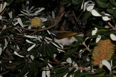 Entomyzon cyanotis