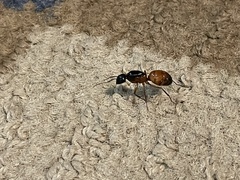 Camponotus sansabeanus