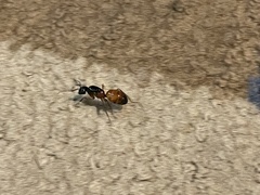 Camponotus sansabeanus