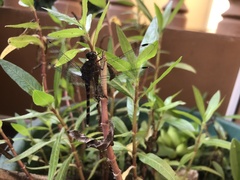 Bradinopyga geminata