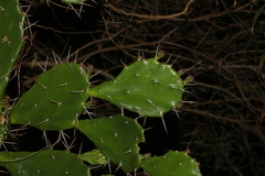 Opuntia monacantha