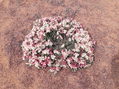 Lechenaultia macrantha