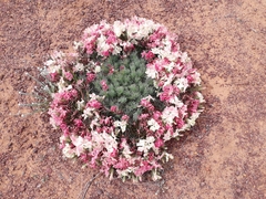 Lechenaultia macrantha