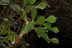 Opuntia monacantha