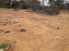 Lechenaultia macrantha
