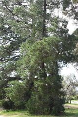 Pinus radiata
