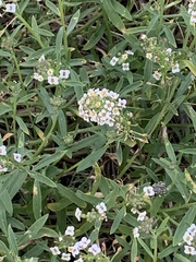 Lobularia maritima