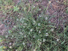 Lobularia maritima