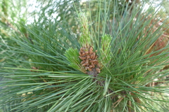 Pinus radiata