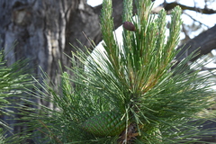 Pinus radiata