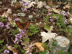 Boloria euphrosyne