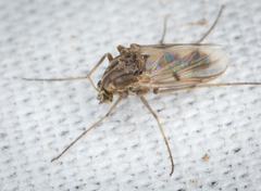 Chironomoidea