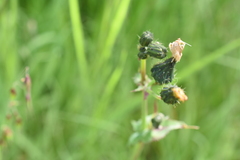 Sonchus oleraceus