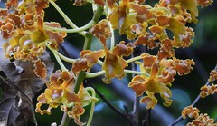 Dendrobium discolor