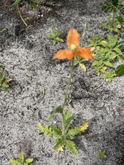 Papaver dubium