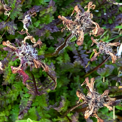 Pedicularis ornithorhynchos