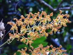 Dendrobium discolor