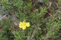 Hibbertia