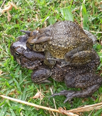 Sclerophrys capensis