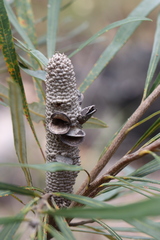 Banksia