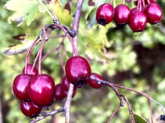 Crataegus laevigata