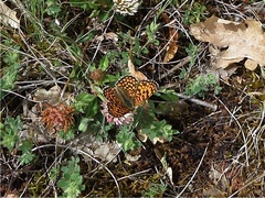 Melitaea phoebe