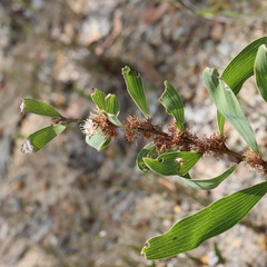 Hakea