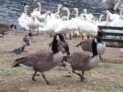 Branta canadensis