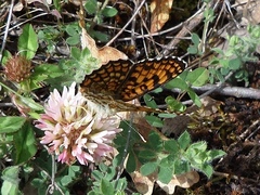 Melitaea phoebe