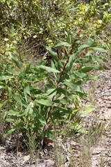 Hakea