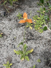 Papaver dubium