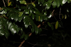 Breynia oblongifolia