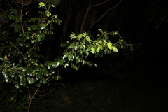 Breynia oblongifolia