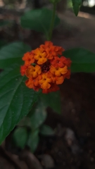 Lantana
