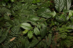 Glochidion sumatranum