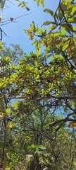 Banksia dentata