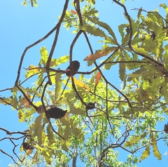 Banksia dentata