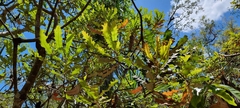 Banksia dentata