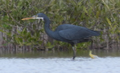 Egretta gularis