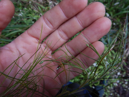 Isolepis fluitans image