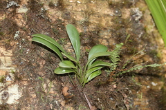 Elaphoglossum